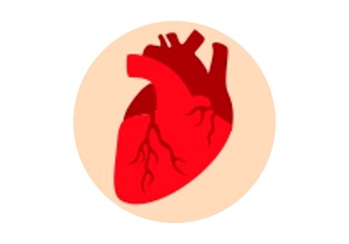 TEREZIA,  Žíly a Cévy, elasticita cév, 8 bylin, zdravé srdce