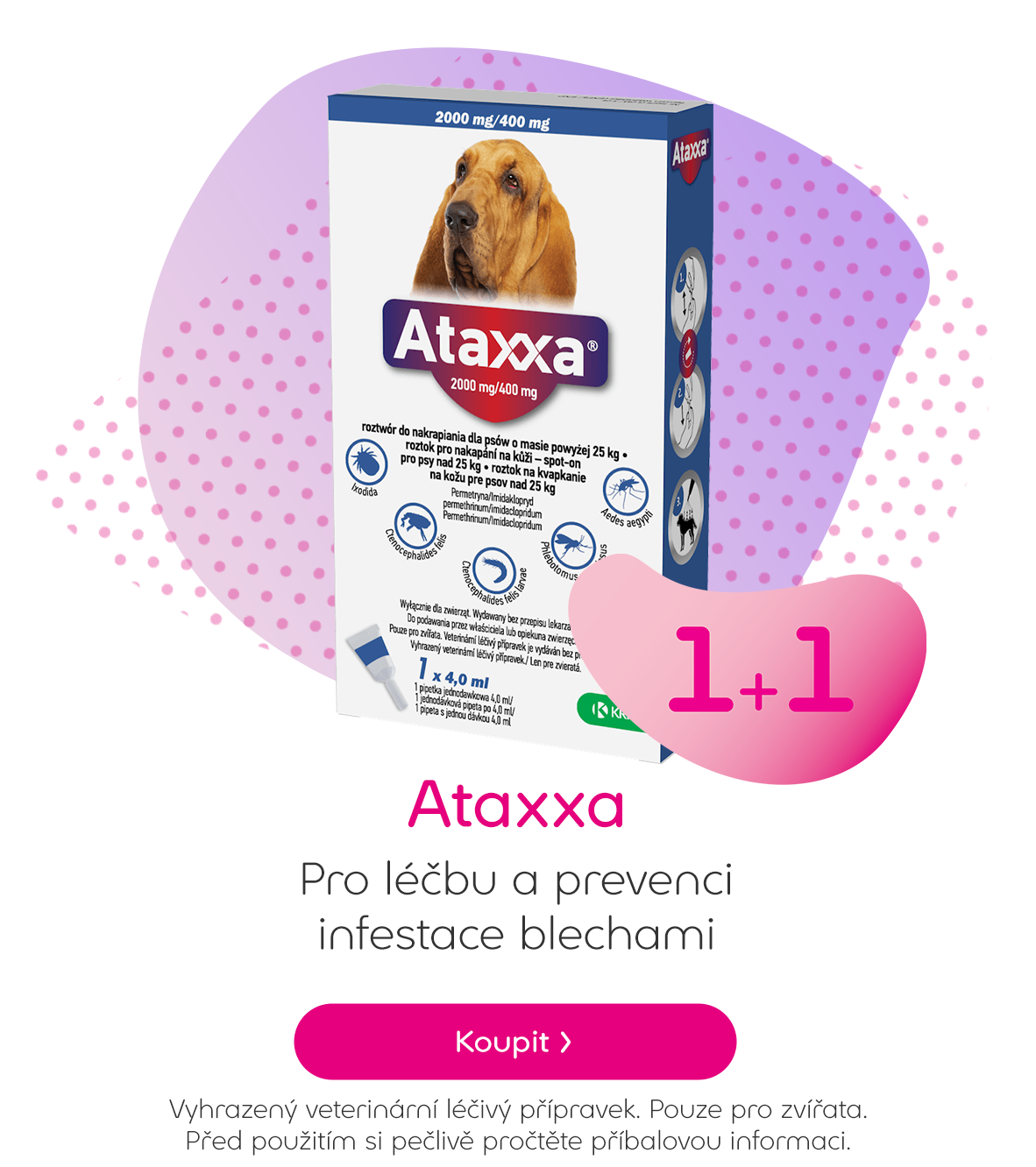 Attaxa