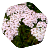 řebříček