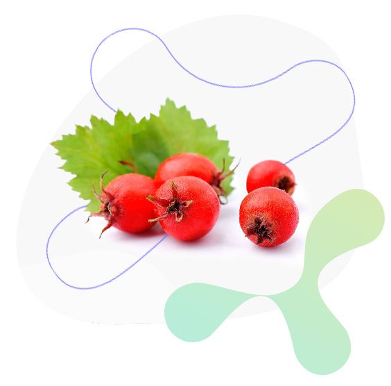 Hloh květ, usínání, činnost srdce, transport kyslíku, cévní systém