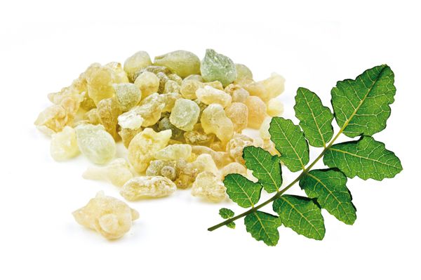 boswellia