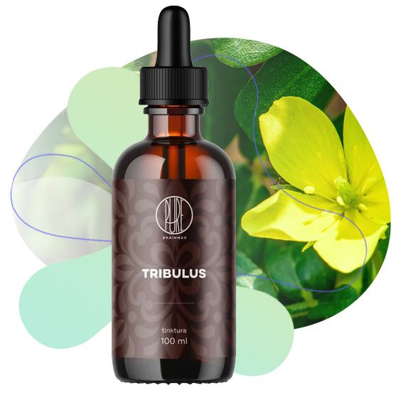 Tribulus, Kotvičník zemní, tělový a svalový tonus, obranyschopnost organismu a normální činnost nervové soustavy