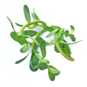 Bacopa Monieri 320 mg