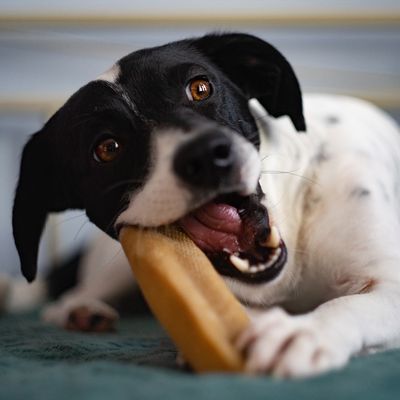 Explorer dog Himalájský pamlsek s jahodami M 70 g
