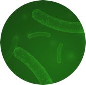 Probio24