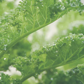 extrakt z listov kapusty kučeravej