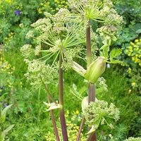 angelica archangelica