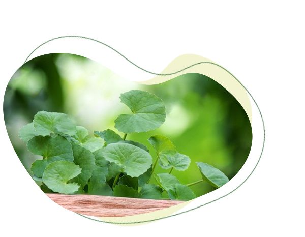 ginkgo biloba, pamäť