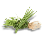 vetiver