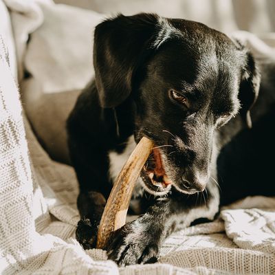 Explorer dog Žvýkací jelení paroh M měkký 50 g