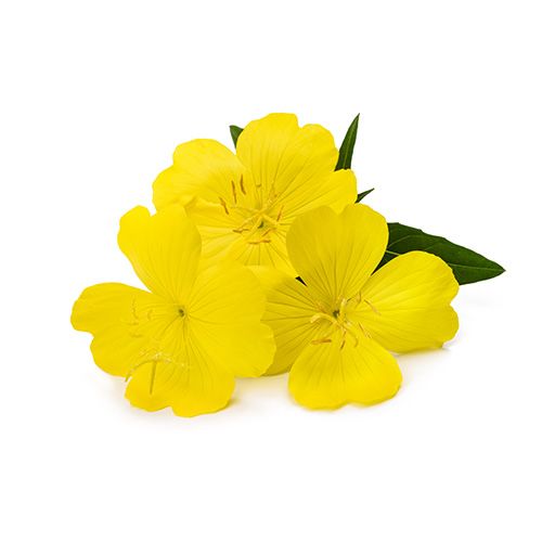 Filaxerine® (10 HDA, pupalkový olej)