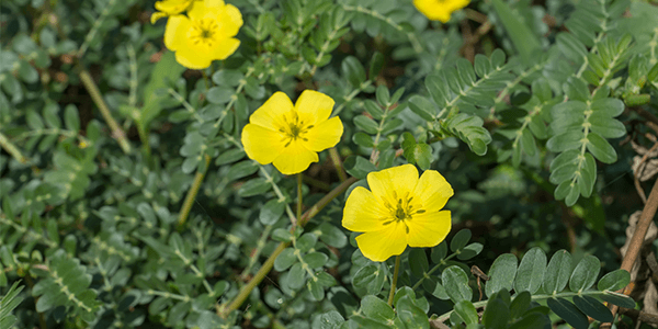 Tribulus