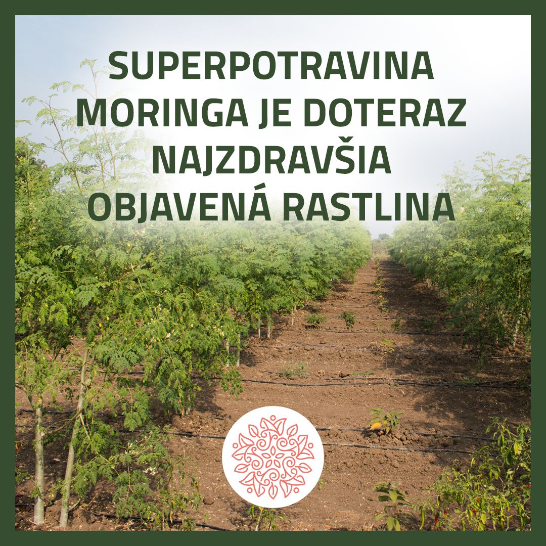 Avita Moringa