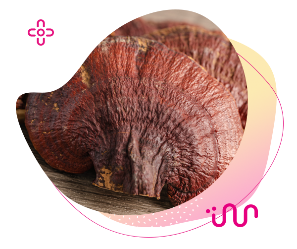 reishi, terezia reishi