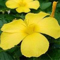 damiana