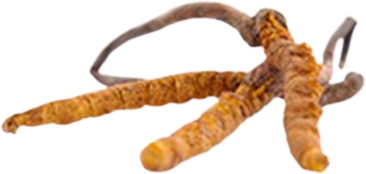 MycoMedica Cordyceps CS-4 90 kapslí