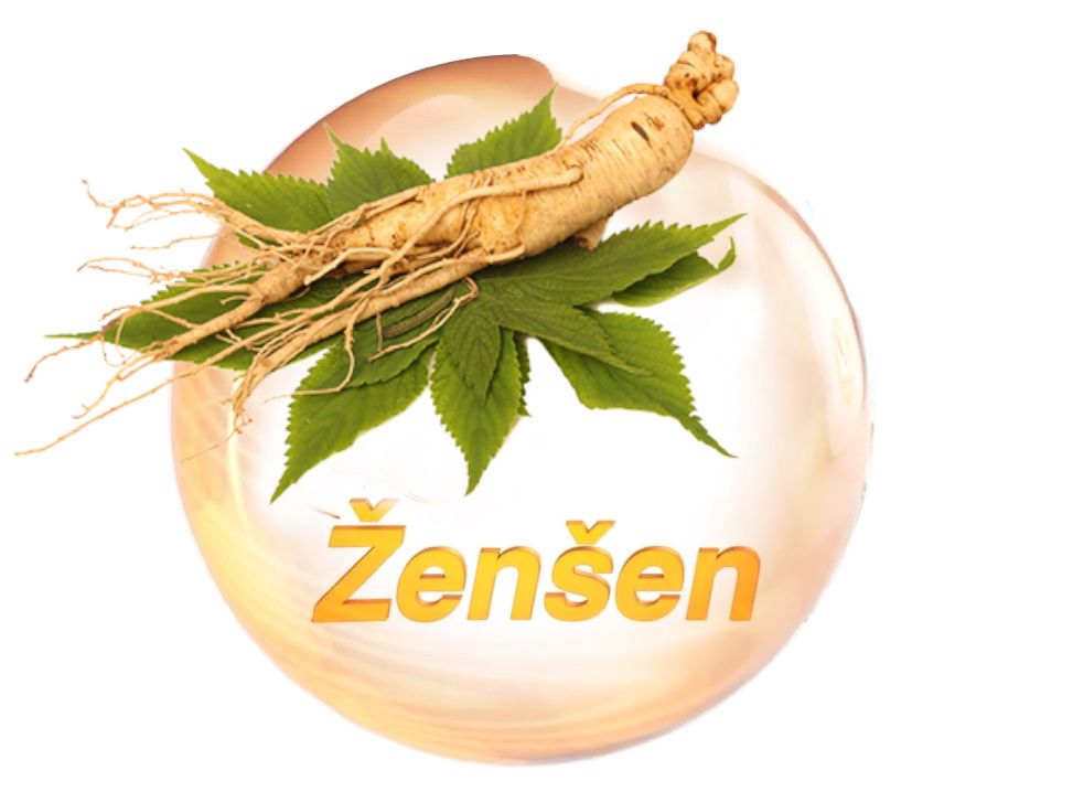 ženšen pravý