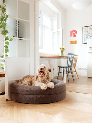 Explorer dog Pelech ortopedický Dognut Espresso Brown 100 cm