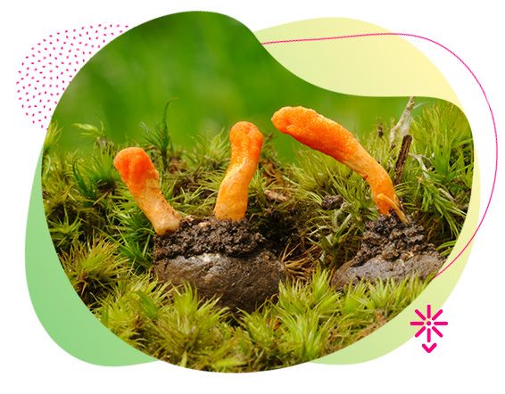 Cordyceps, čínská houba, vláknina, betaglukan