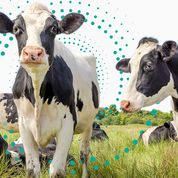 BrainMax Hydrolyzovaný Kolagen, Grass-fed Collagen