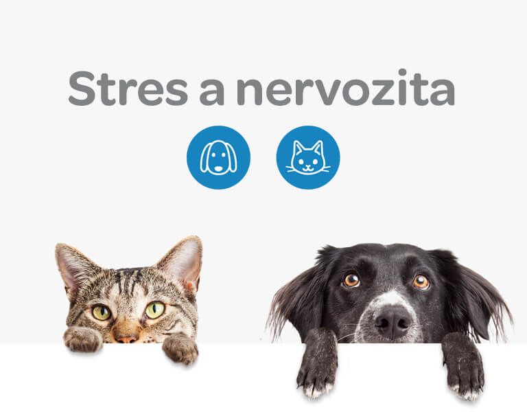 Alavis, stres, nervozita, psi, kočky