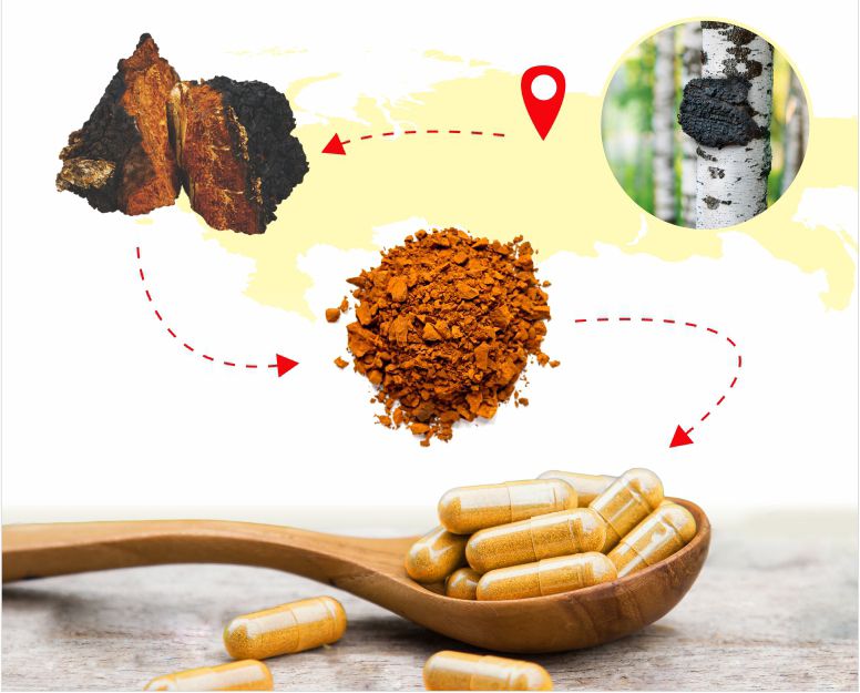 Terezia, Hliva ustricna, čaga, přírodní antioxidant, zpracování čagy