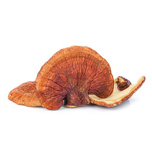 Organic Mushroom, Natures aid, zmes 5 liečivých húb, imunita, protinádorové účinky, Reishi (Ganoderma lucidum)