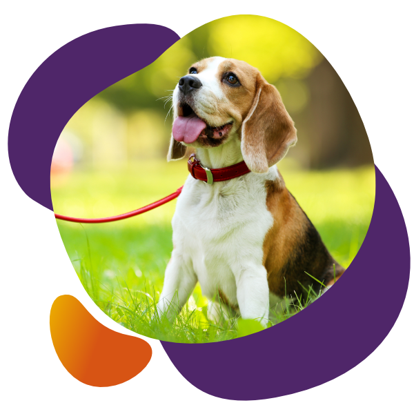 Flexadin Adult Dog