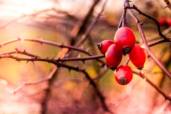 Movit, vital, Vitamin C, imunita, pozitivní účinky šípku