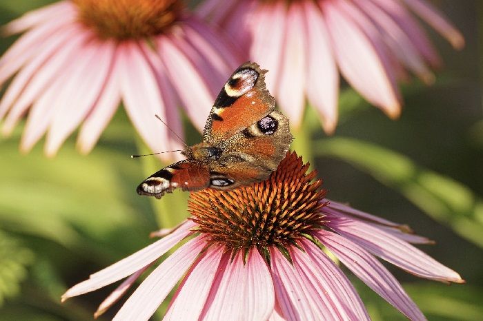 echinacea , imunita , nachlazení , česnek , rakytník , brusinky