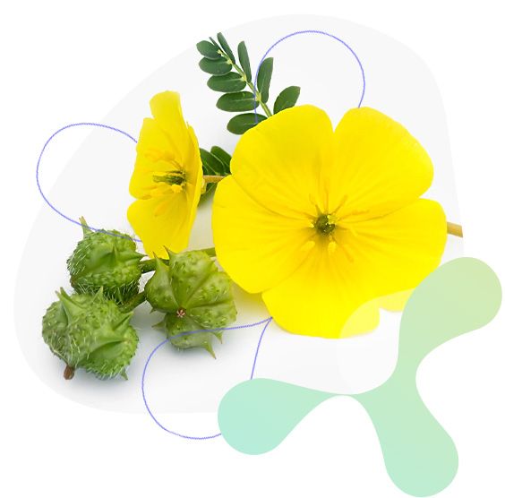 Tribulus, Kotvičník zemní, tělový a svalový tonus, obranyschopnost organismu a normální činnost nervové soustavy