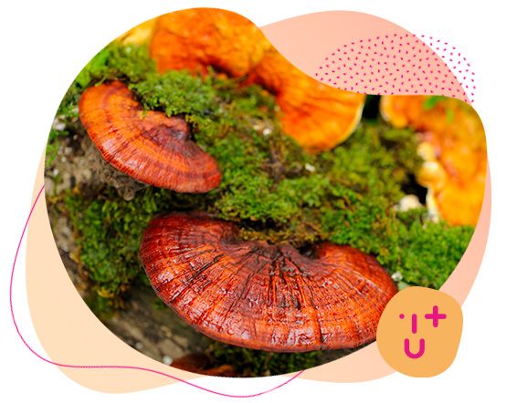 imunitní systém, cholesterol, nesmrtelná houba, oběhový systém