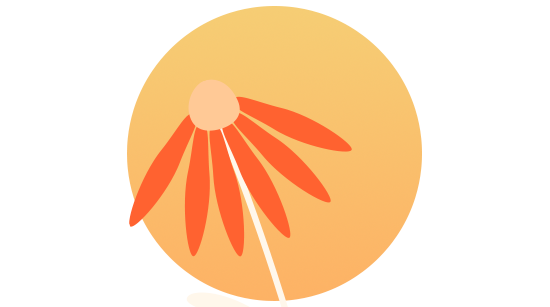 Echinacea