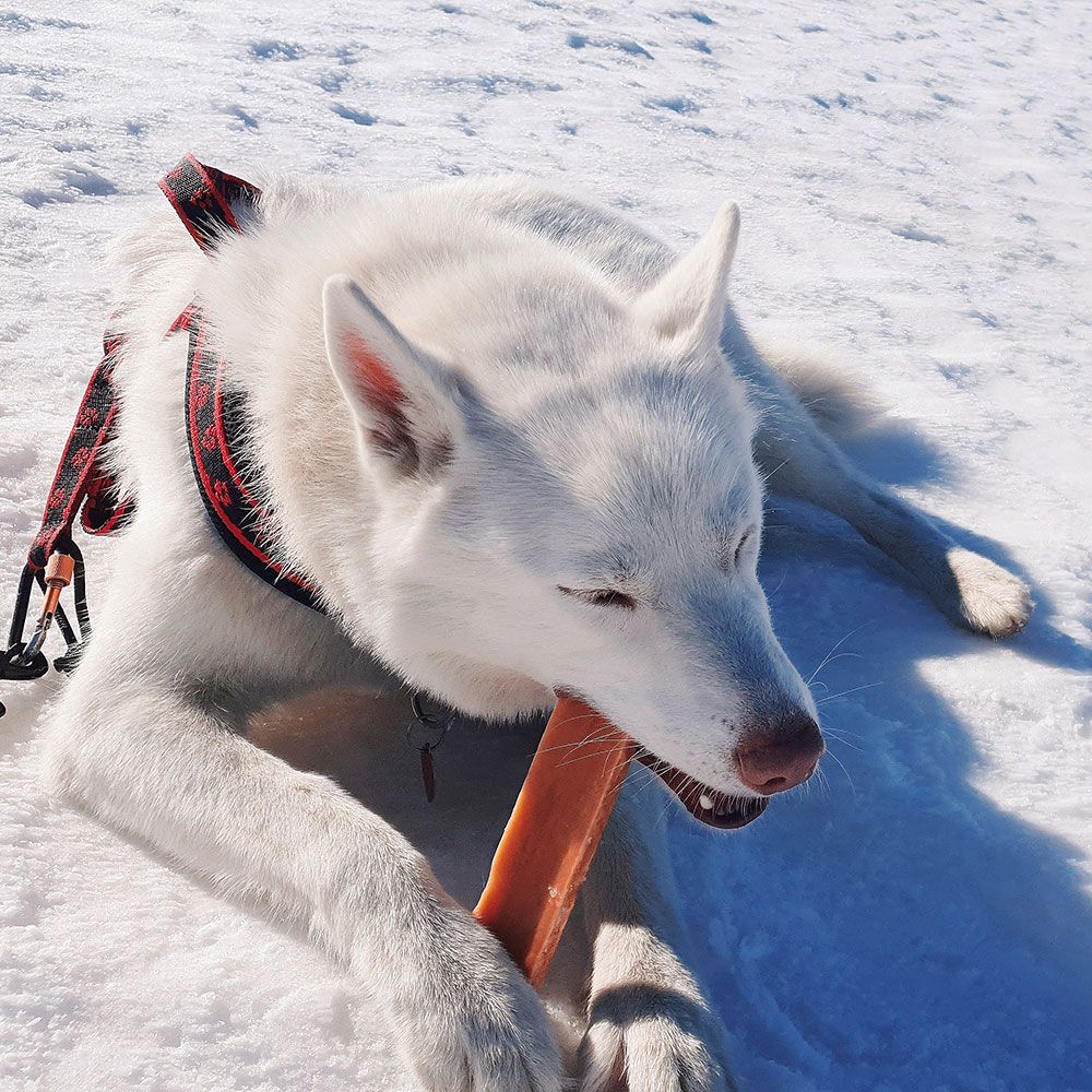 Explorer dog Himálajský pamlsek XXL