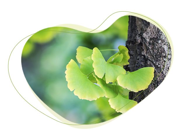 ginkgo biloba, pamäť