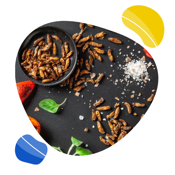 Sens Křupaví & pražení cvrčci - Dárkový set 4 chutí 