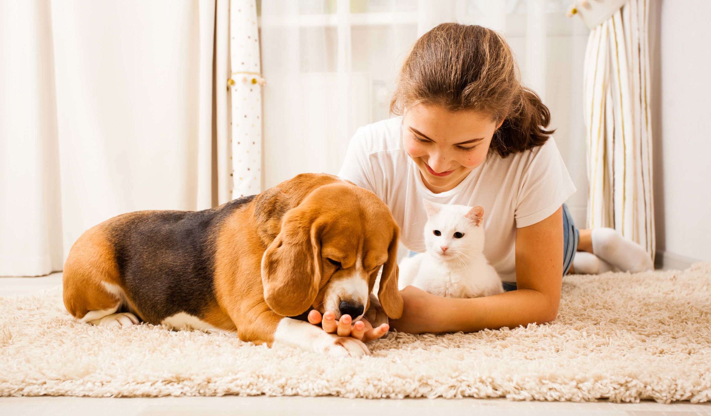 Give a talk about pets. Домашние питомцы стоковые. Питомца на ковре. Look after Pets. Няня для домашних животных.