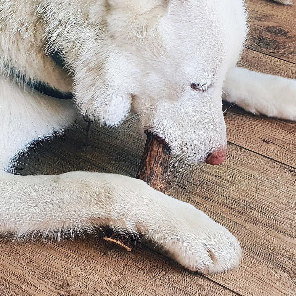 Explorer dog Žvýkací jelení paroh XL měkký 107 g