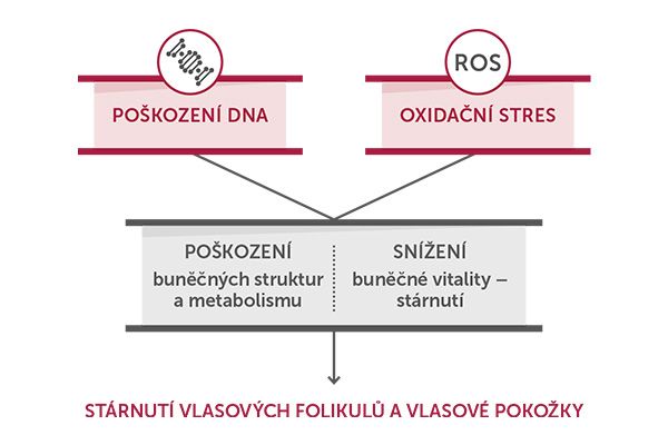 Revalid, DN-Age, kasie křídlatá
