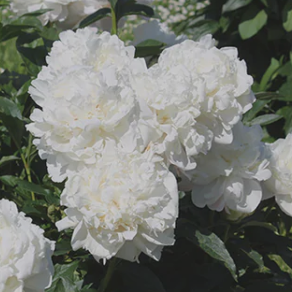 Extrakt z kvetov Paeonia Albiflora