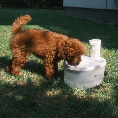 PetiGIO Peti-to-Eat automatická fontána pro domácí mazlíčky plast