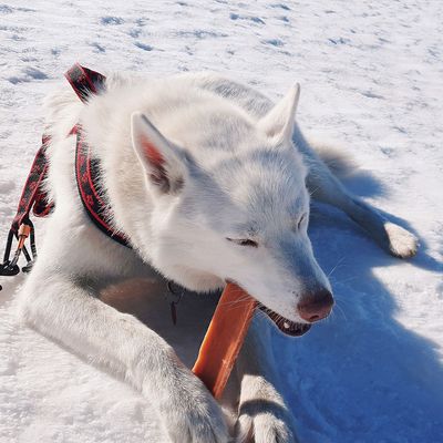Explorer dog Himálajský pamlsek XL
