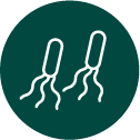 Bifidobacterium