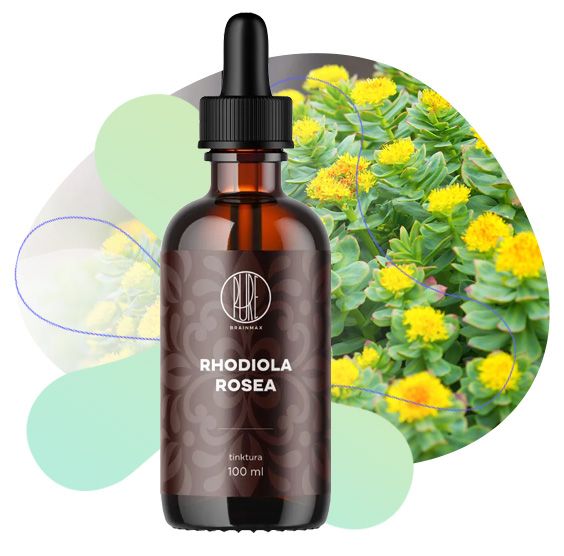 Rhodiola Rosea, srdce a cévní systém, fyzický výkon a kondice, krevní oběh, trávení