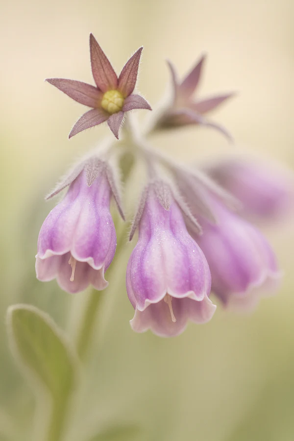 Kmeňové bunky kostihoja lekárskeho