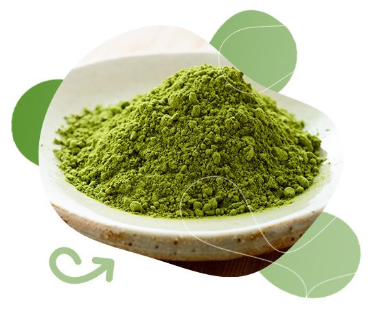 GreenFood Nutrition, metabolismus, aktivita, životní styl, tělesná hmotnost