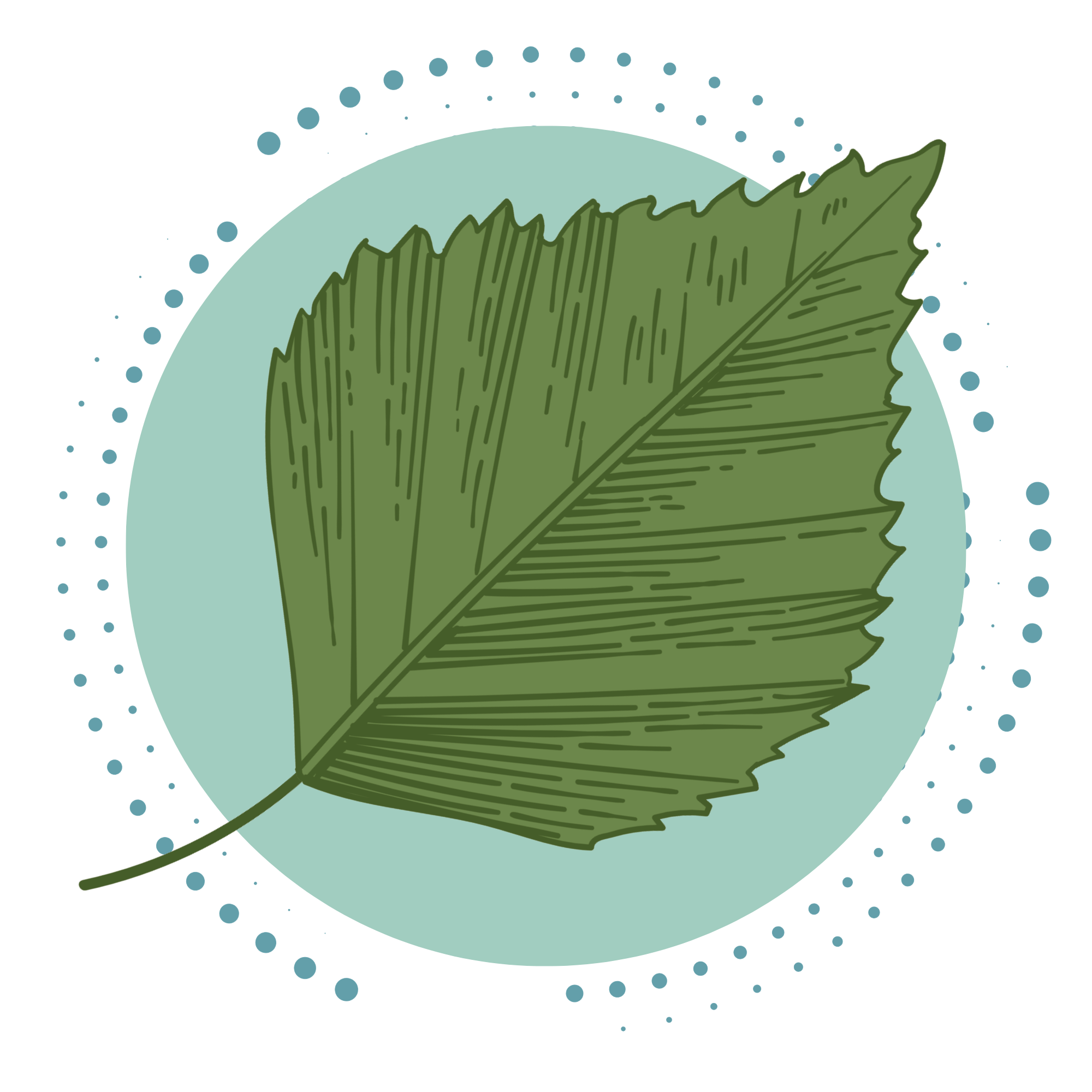 bříza