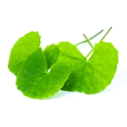 Gotu Kola 300 mg