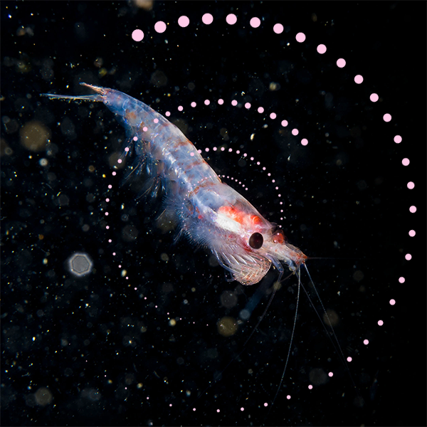 BrainMax Krill Oil s astaxanthinem 100 kapslí