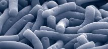 Lactobacillus bulgaricus